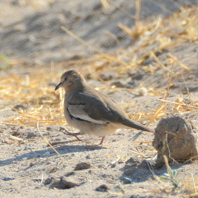 Picui Ground Dove (Female)